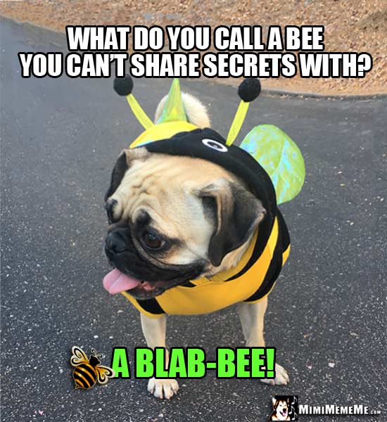 Pug in Bee Outfit Asks: What do you call a bee you can't share secrets with? A Blab-Bee!