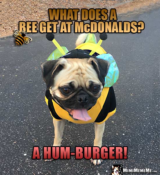 Pug Wearing Bee Costume Asks: What does a bee get at McDonalds? A Hum-Burger!