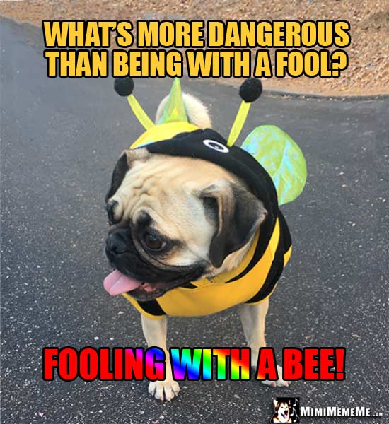 Pug Wearing Bee Costume Asks: What's more dangerous than being with a fool? Fooling with a bee!