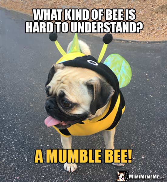 Pug Dressed in Bee Costume Asks: What kind of bee is hard to understand? A Mumble Bee!