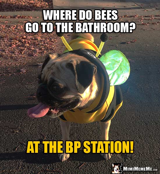 Pug Dog Dressed Like a Bee Asks: Where do bees go to the bathroom? At the BP Station!