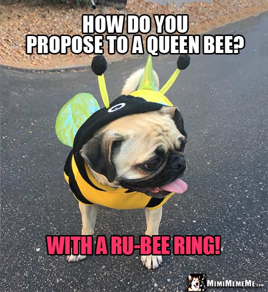 Pug Wearing Bee Costume Asks: How do you propose to a queen bee? With a ru-bee ring!
