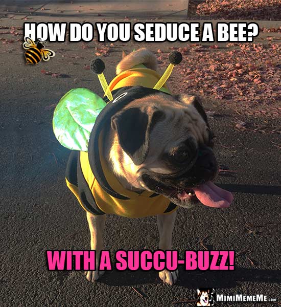 Pug Wearing Bee Costume Asks: How do you seduce a bee? With a succu-buzz!