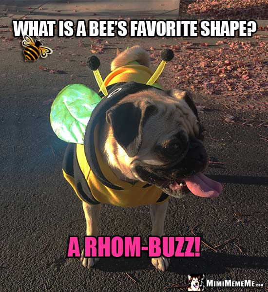Pug Dressed in Bee Costume Joke: What is a bee's favorite shape? A Rhom-Buzz!