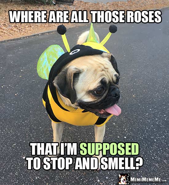 Pug in Bee Costume Asks: Where are all those roses that I'm supposed to stop and smell?